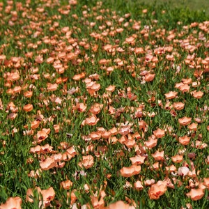 50 SALMON FLAX Linum Grandiflorum 1" Blooms in Salmon Pink with Red Eyes Flower Seeds * Flat Shipping