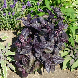 500 RED RUBIN BASIL Ocimum Basilicum Purpurascens Hierba picante Semillas de flores blancas y lavanda