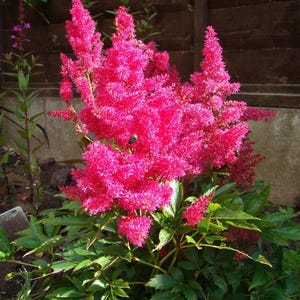 100 PINK MIX ASTILBE (False Spirea / False Goats Beard) Astilbe Chinensis Flower Seeds
