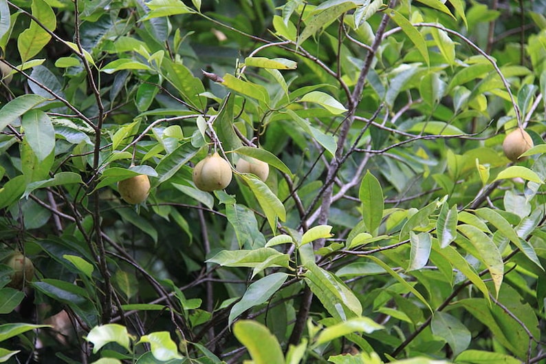 1 NUTMEG TREE Seed Myristica Fragrans Pala MACE Fruit Nut Pumpkin Pie Spice image 9