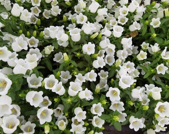 200 White CANTERBURY BELLS - CAMPANULA Medium Flower Seeds *Flat Shipping