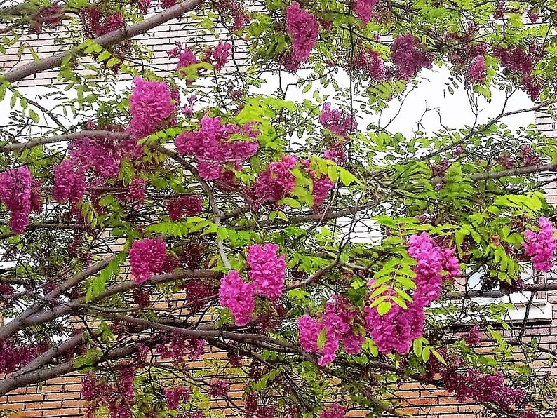 15 ROSE LOCUST / Pink ACACIA Flower Robinia Hispida Fertilis Etsy