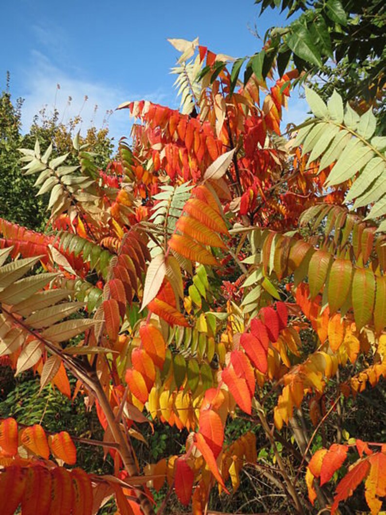 50 STAGHORN SUMAC TREE Rhus Typhina Yellow Flowers Red Berries Etsy