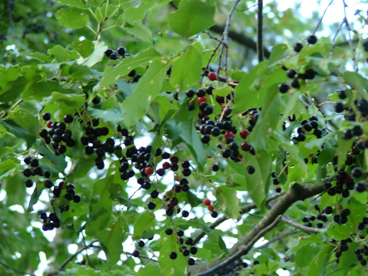 30 BLACK CHERRY Fruit Tree Prunus Serotina Fragrant White Etsy