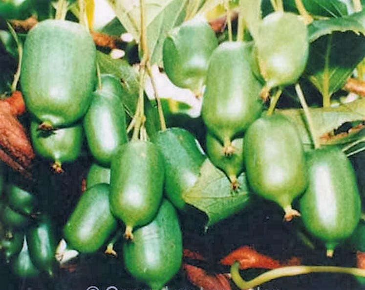 20 Variegated ARCTIC BEAUTY KIWI FRUIT Edible Actinidia Kolomikta Vine Seeds *Flat Shipping