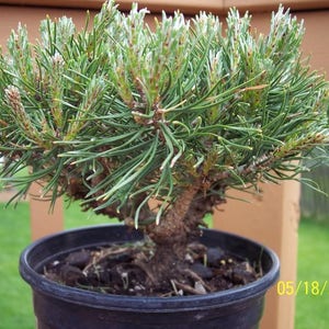 25 MUGO PINE Dwarf Evergreen Pinus Pumilio Shrub Seeds Comb S/H image 4