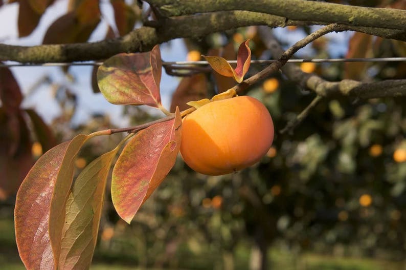 File:Starr 060916-8876 Diospyros kaki.jpg - Wikimedia Commons
