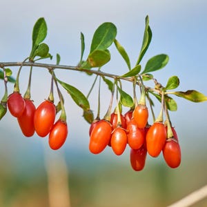 100 HIMALAYAN Tibetan GOJI BERRY Fruit Wolfberry Bush Lycium Barbarum Seeds