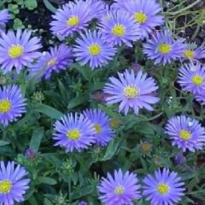 50 blauwe WONDER van STAFFA ASTER Aster Frikartii bloemzaden * platte verzending