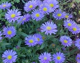 50 Blue WONDER Of STAFFA ASTER Aster Frikartii Flower Seeds *Flat Shipping