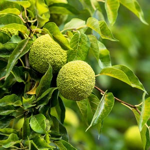 10 HEDGE APPLE Osage Orange Horse Apple Monkey Ball Maclura Pomifera ...