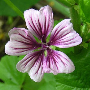 20 ZEBRA MALLOW Malva sylvestris var. Zebrina Flower Seeds