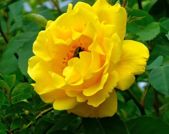 5 ROSA AMARELA Rosa Bush Arbusto Sementes de flores perenes