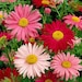 see more listings in the Perennial Flower Seeds section