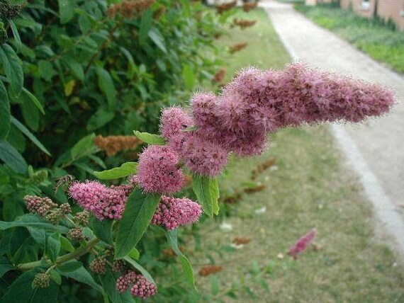 Image of Douglas spirea bush in fall