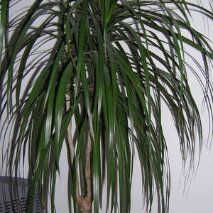 25 DRACAENA BLEU (épis/chou à feuilles larges/chou des montagnes) Cordyline Indivisa graines de fleurs