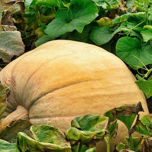 25 MAMMOTH GOLD PUMPKIN Cucurbita Maxima Carving Pie Gemüsesamen *Flat Shipping