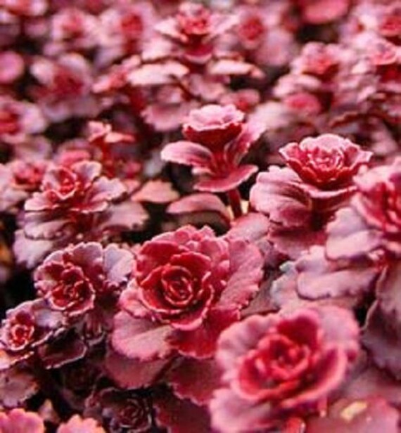 50 Red Dragons Blood Sedum Stonecrop Sedum Spurium Flower Etsy