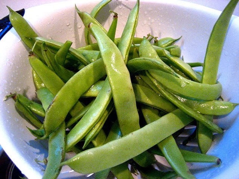 50 ROMA Italian GREEN BEAN Phaseolus Vulgaris Vegetable Seeds Etsy