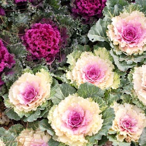 50 Sementes MISTAS DE COUVE ORNAMENTAL (Brassica Oleracea)