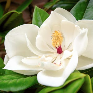 10 SOUTHERN MAGNOLIA TREE 12&quot; White Flowers Native Grandiflora Bull Bay Seeds