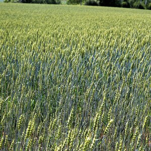 350 AROOSTOOK RYE Secale Cereale Cereal Grain Hardy Winter Cover Crop ...