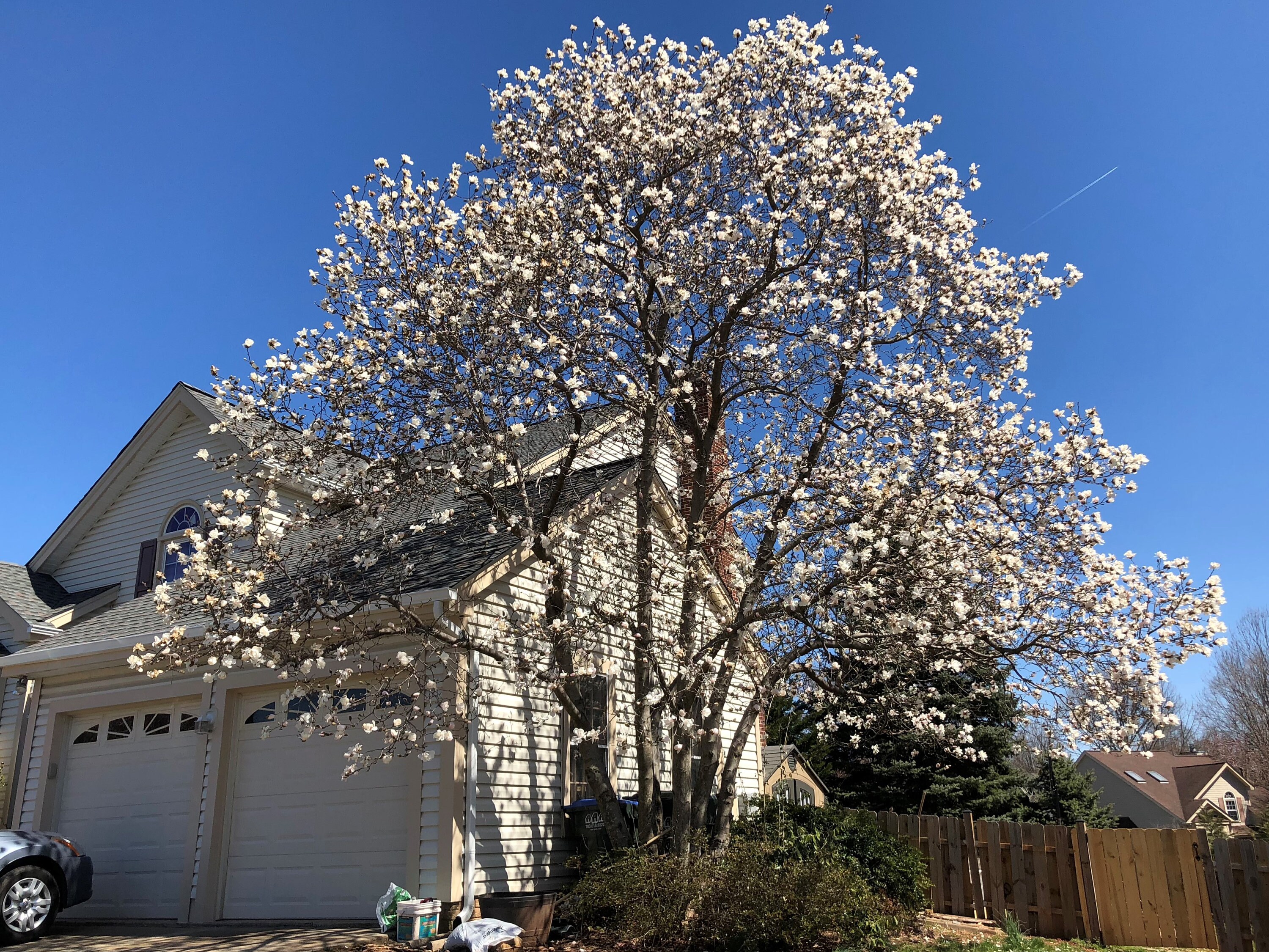 5 STAR MAGNOLIA Stellata TREE Seeds - Fragrant White to ...