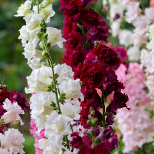 25 Double MADAME BUTTERFLY SNAPDRAGON Mixed Colors Antirrhinum Majus Flower Seeds