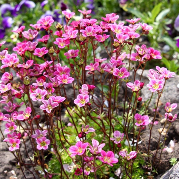 50 ROSE ROBE SAXIFRAGA Saxifraga Arendsii Mossy Rockfoil Evergreen Blumensamen