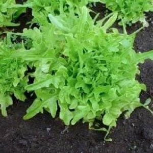 3000 EICHEN SALAT Lactuca Sativa Gemüsesamen