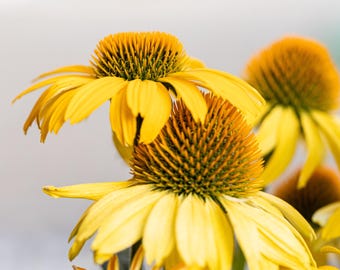 50 OZARK GOLD CONEFLOWER Echinacea Paradoxa Yellow Bush's Coneflower Flower Seeds