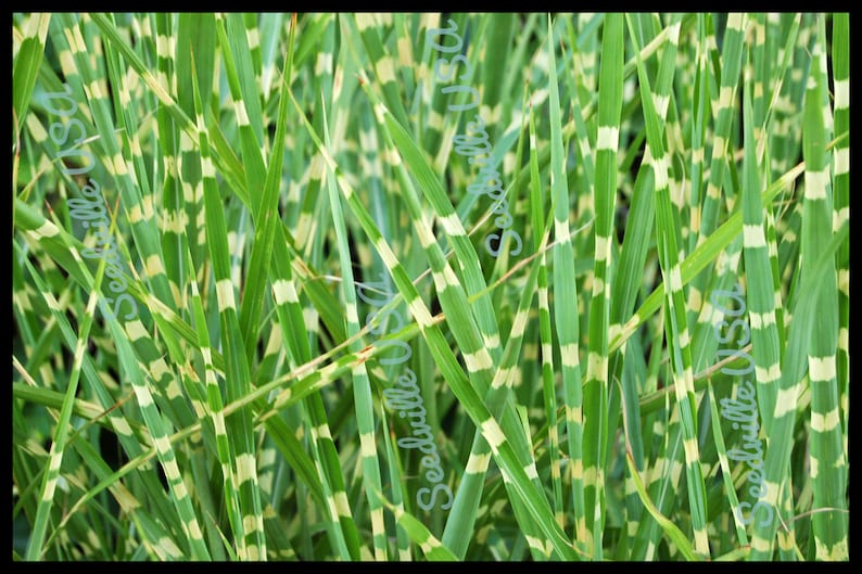 10 ZEBRA GRASS Variegated Maiden Grass Miscanthus Sinensis | Etsy
