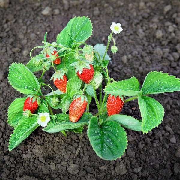 60 RUEGEN STRAWBERRY Everbearing Alpine Fragaria Vesca Red Berry Fruit White Flower Seeds