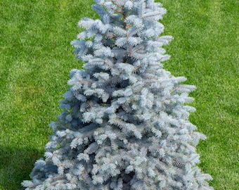 50 Colorado BLUE SPRUCE Tree Picea Pungens Glauca Christmas Tree White Silver Spruce Evergreen Seeds