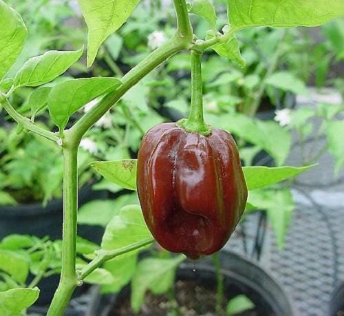 50 USDA Organic Habanero Hot  Pepper Seeds Capsicum chinense MOFGA 