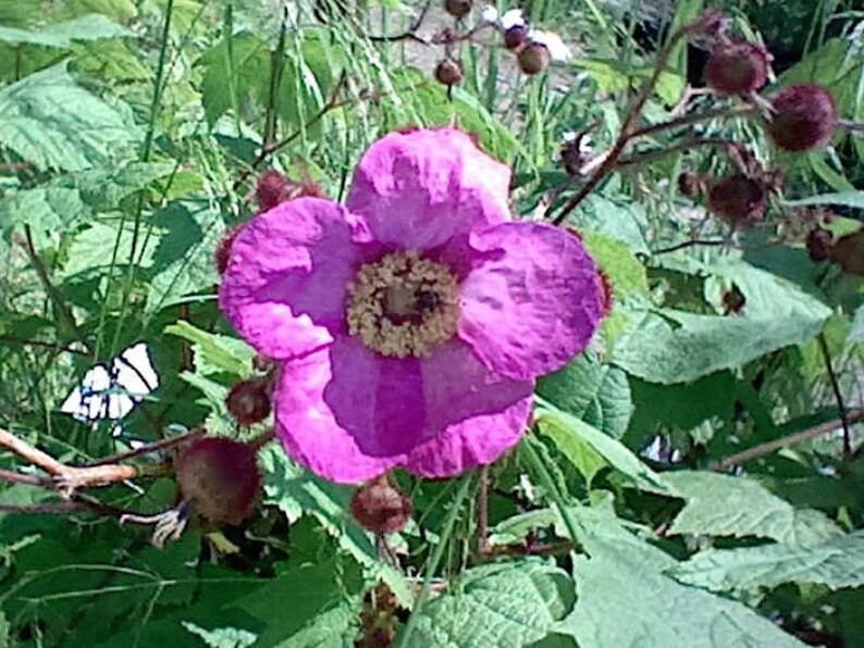 20 PURPLE FLOWERING RASPBERRY Thornless Edible Rubus Odoratus Etsy