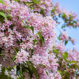 10 BEAUTY BUSH SHRUB Beautybush Kolkwitzia Amabilis Pink & White Flower Red Berry Seeds