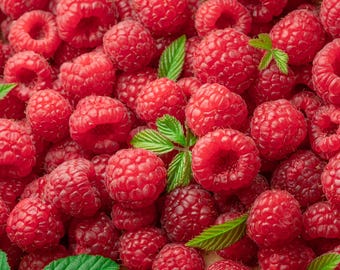 100 RED RASPBERRY Rubus Idaeus Fruit Bush Vine Seeds