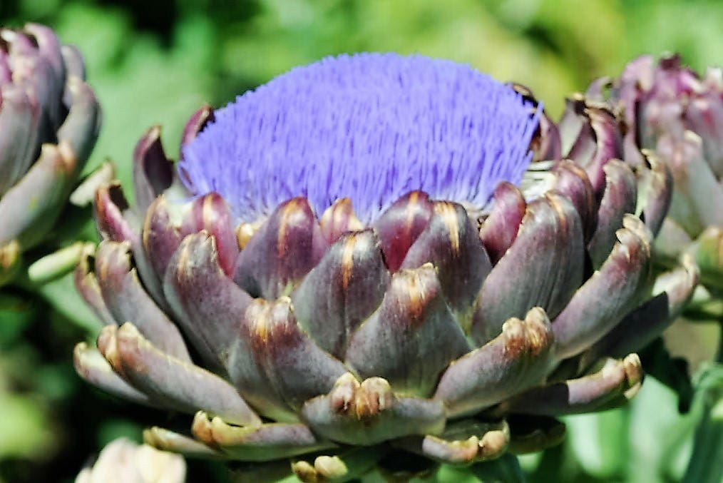 50 PURPLE ROMAGNA ARTICHOKE Italiano Cynara Scolymus Flower Etsy España