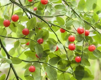 30 RED HUCKLEBERRY Vaccinium Parvifolium aka Red Blueberry & Red Bilberry Pink Flower Berry Edible Fruit Shrub Seeds