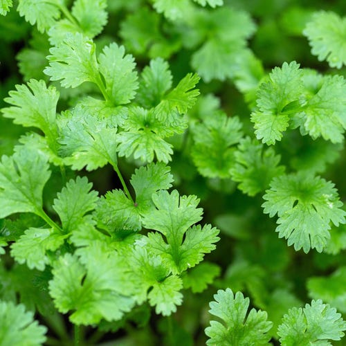 250 LEISURE CILANTRO / CORIANDER Coriandrum Sativum Herb Vegetable Seeds