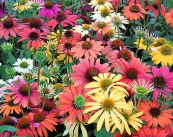 25 CHEYENNE SPIRIT CONEFLOWER Echinacea Orange Red Yellow Purple Pink White Herb Flower Seeds