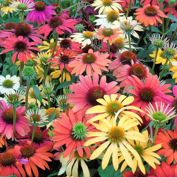 25 graines de fleurs d'échinacée CHEYENNE SPIRIT Echinacea orange rouge jaune violet rose blanc