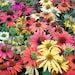 see more listings in the Perennial Flower Seeds section