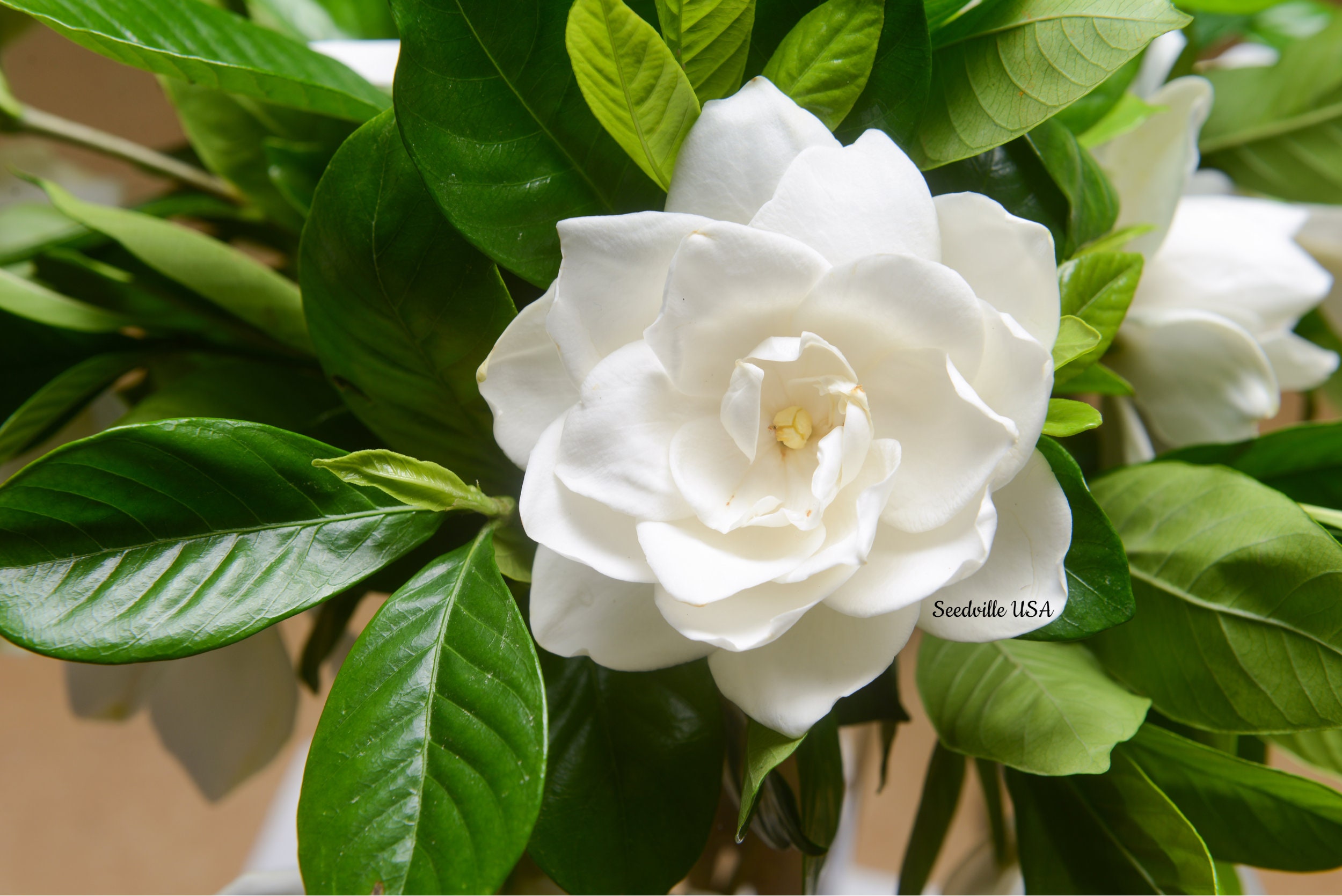 50 GARDENIA / CAPE JASMINE Jasminiodes Fragrant White Shrub Flower