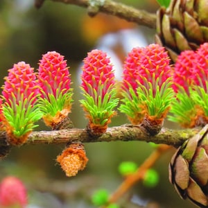 25 graines de mélèze d'Europe Pin Pinetree Larix Decidua à feuilles persistantes