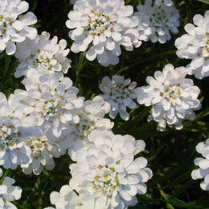 1000 WHITE EMPRESS CANDYTUFT Iberis Amara Groundcover Flower Seeds *Comb S/H