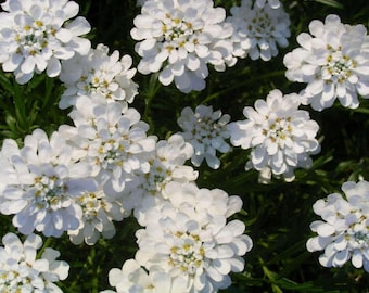 1000 WHITE EMPRESS CANDYTUFT Iberis Amara Groundcover Flower Seeds *Comb S/H