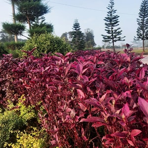 500 MIDNIGHT RED AMARANTHUS Cruentus Amaranto Flor Hoja Semillas Vegetales