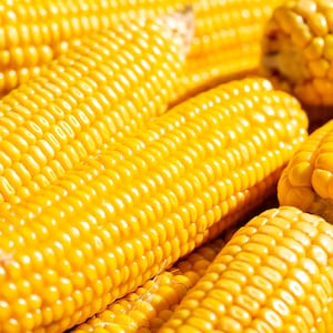 60 YELLOW CORN ' Early Xtra Sweet ' Zea Mays Vegetable Seeds